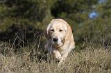 GOLDEN RETRIEVER 500